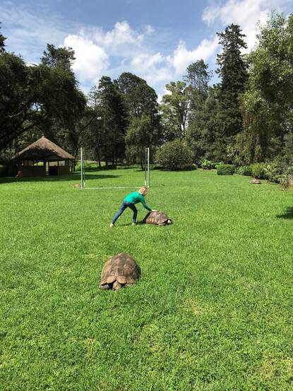 Laurenske van den Heuvel, Addis compound schildpadden